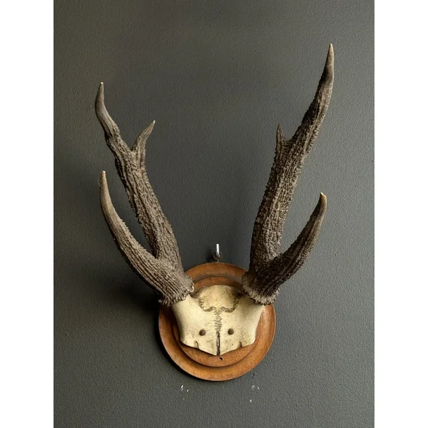 Next Product Image